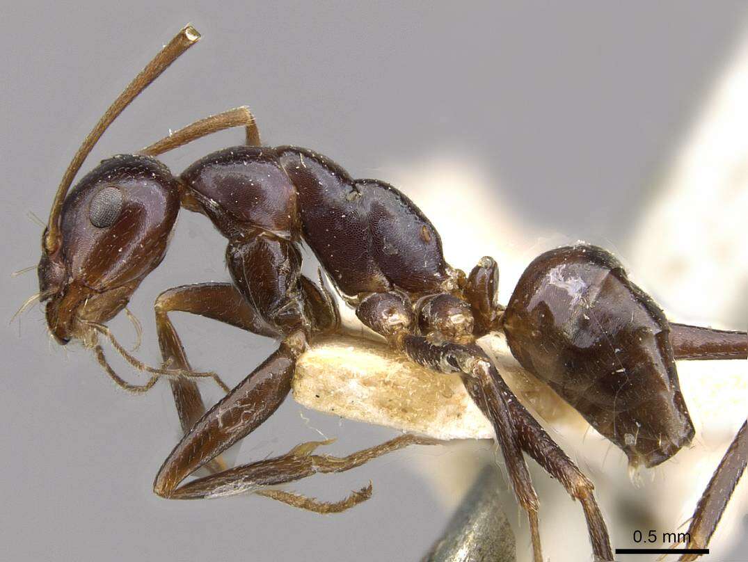 Image of Melophorus