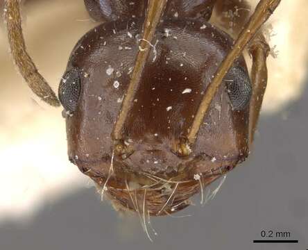 Image of Melophorus turneri Forel 1910