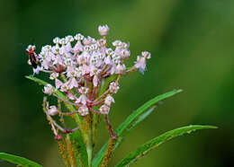 Imagem de Asclepias incarnata L.