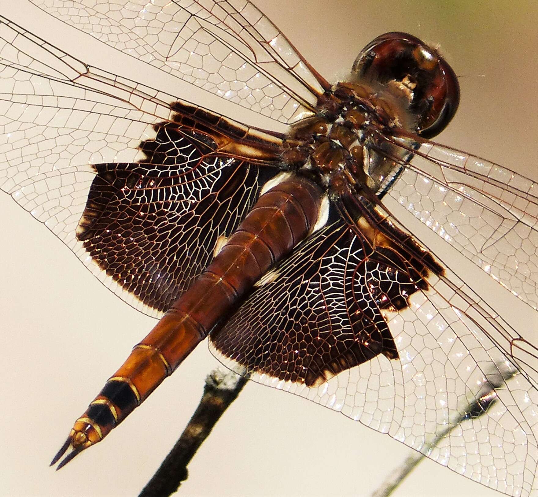 Tramea carolina (Linnaeus 1763) resmi