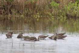 Image of Long-billed Dowitcher