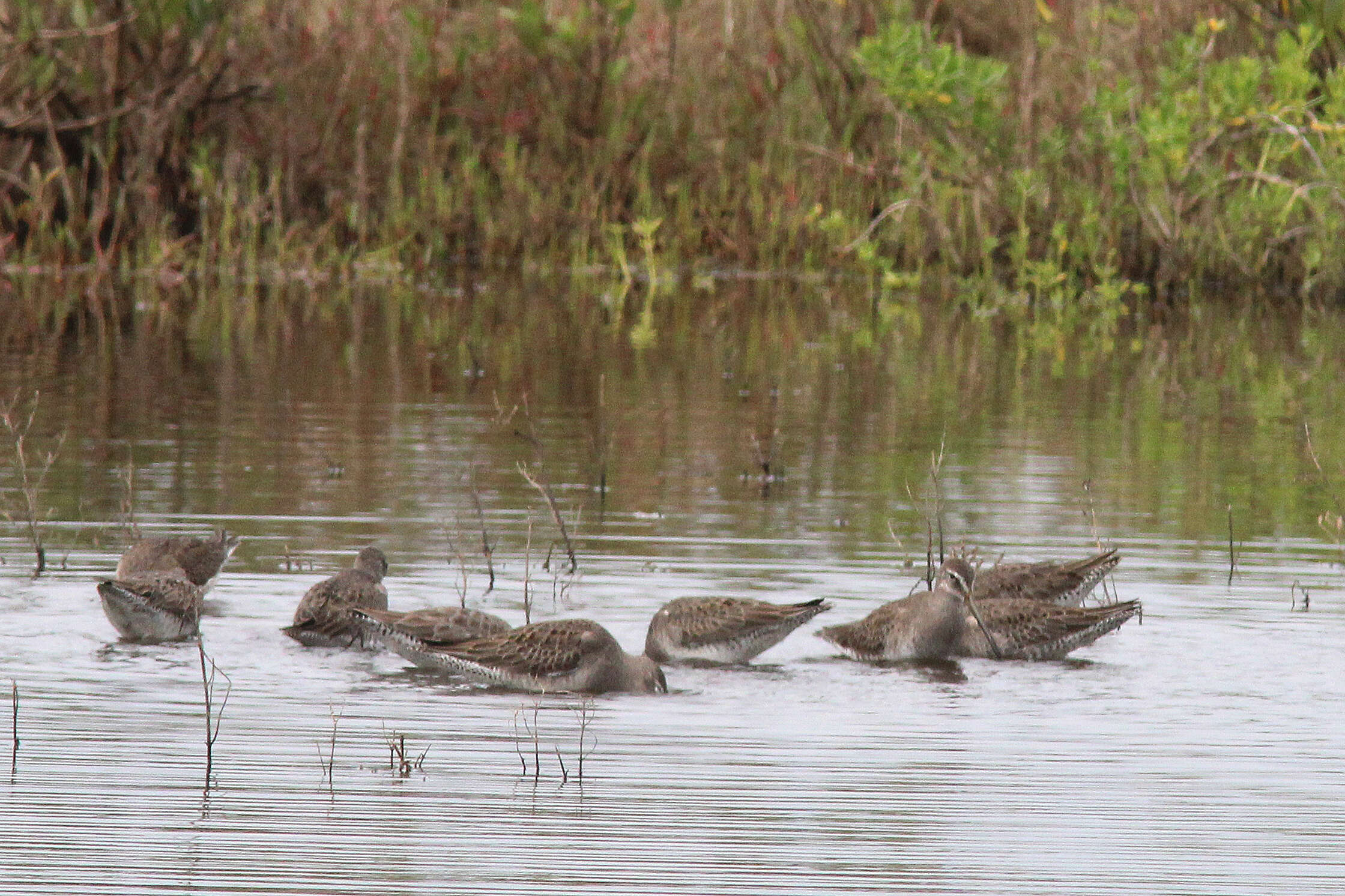 Image of Long-billed Dowitcher