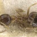 Image of Plagiolepis mediorufa Forel 1916