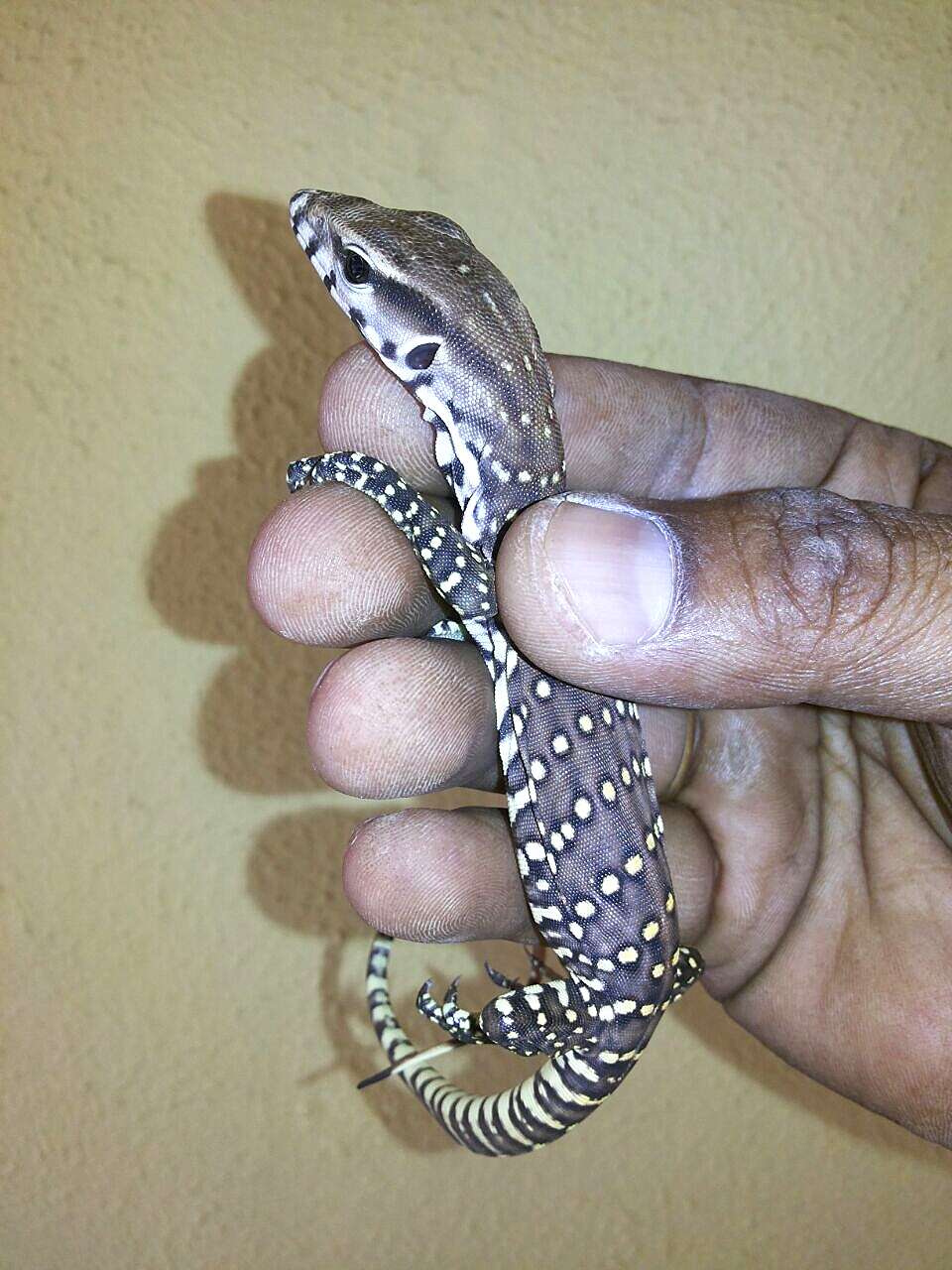 Imagem de Varanus bengalensis (Daudin 1802)