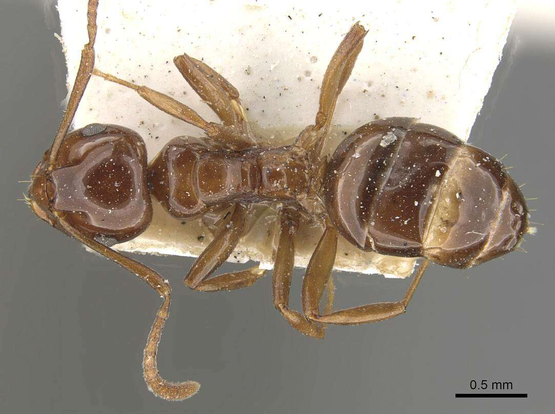 Image of Stigmacros australis (Forel 1902)