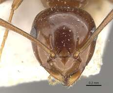 Image of Stigmacros australis (Forel 1902)