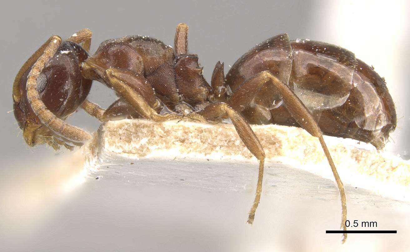 Image of Stigmacros clivispina (Forel 1902)