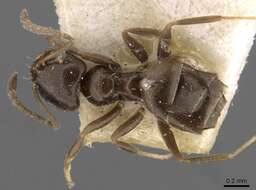 Image of Brachymyrmex cordemoyi Forel 1895