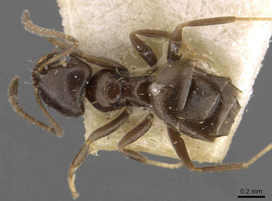 Image of Brachymyrmex cordemoyi Forel 1895