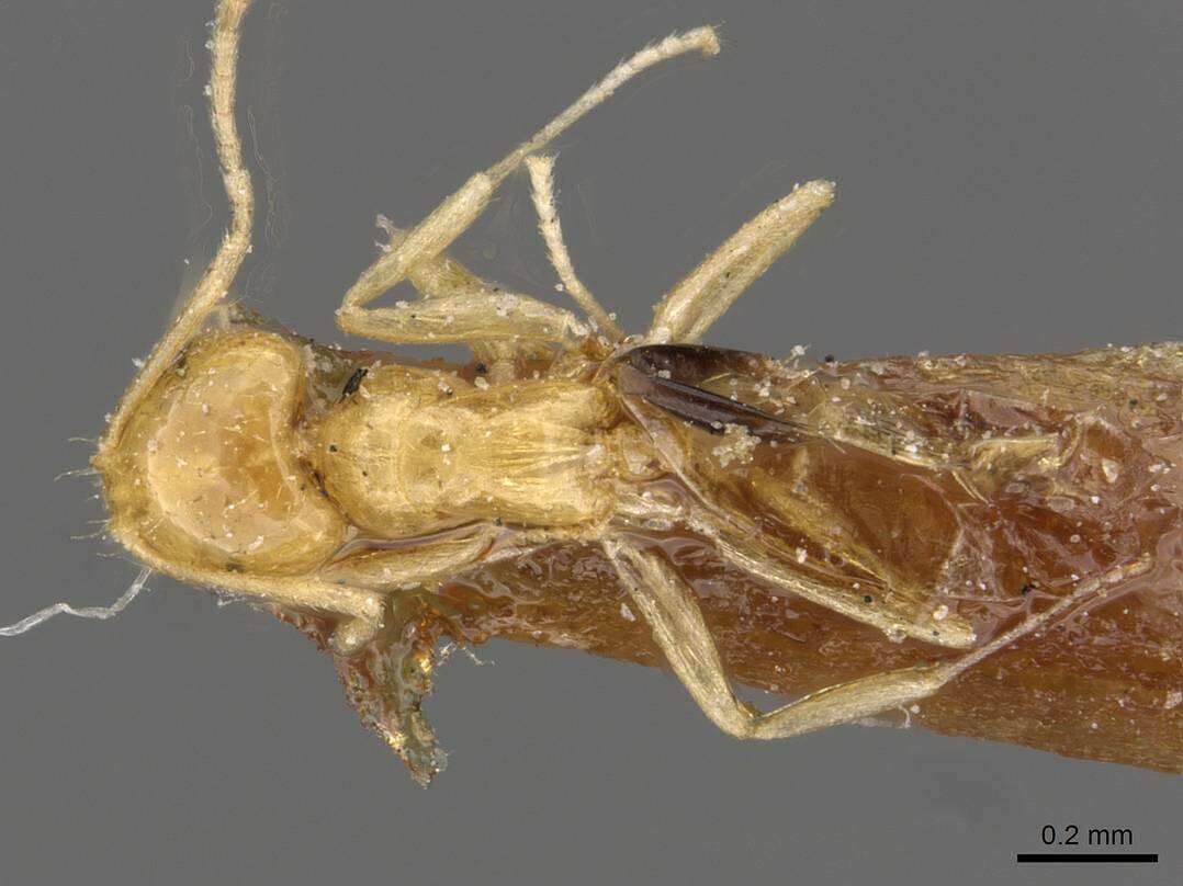 صورة Brachymyrmex pictus Mayr 1887