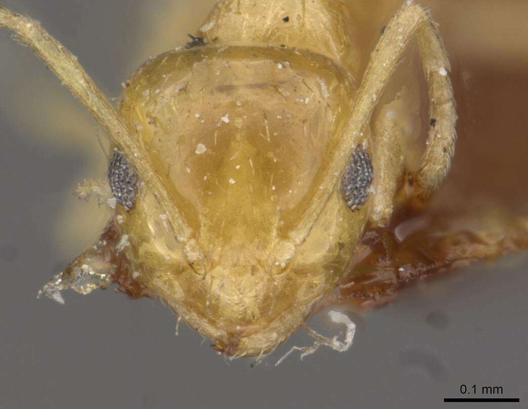 صورة Brachymyrmex pictus Mayr 1887