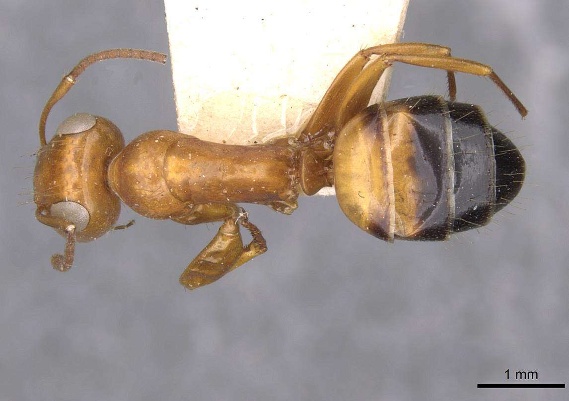 Image of Opisthopsis major Forel 1902