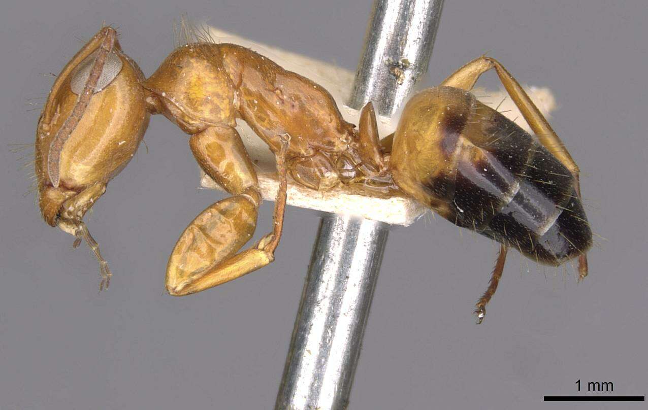 Image of Opisthopsis major Forel 1902