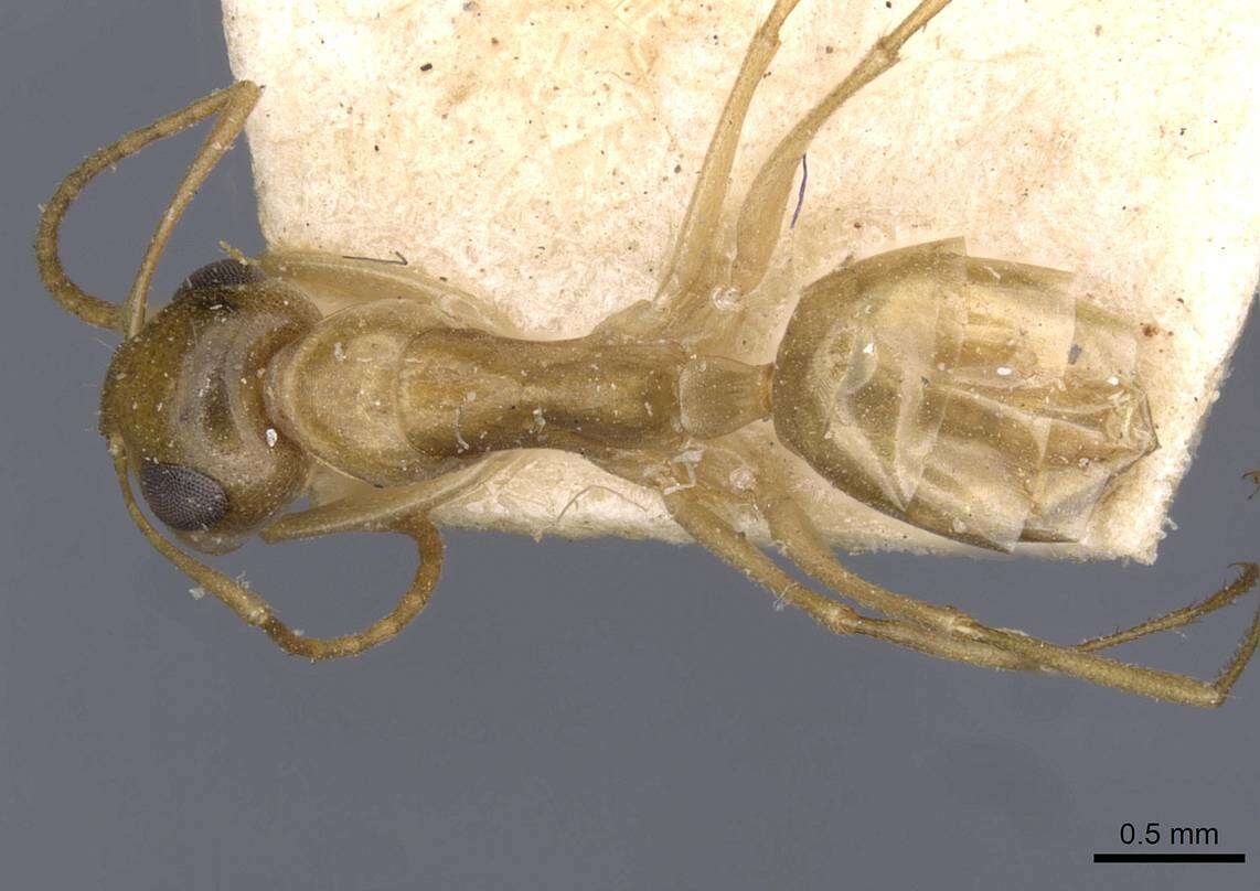 Image of Camponotus simulans Forel 1910