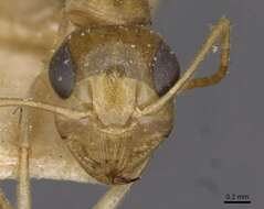 Image of Camponotus simulans Forel 1910