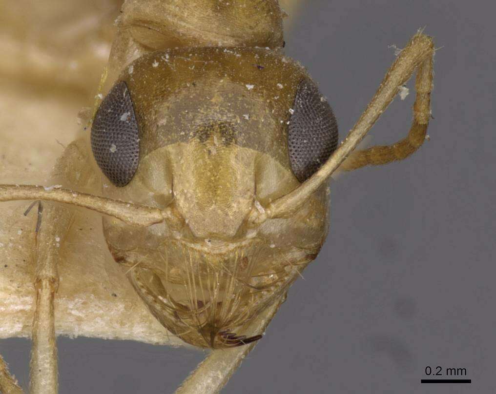 Image of Camponotus simulans Forel 1910