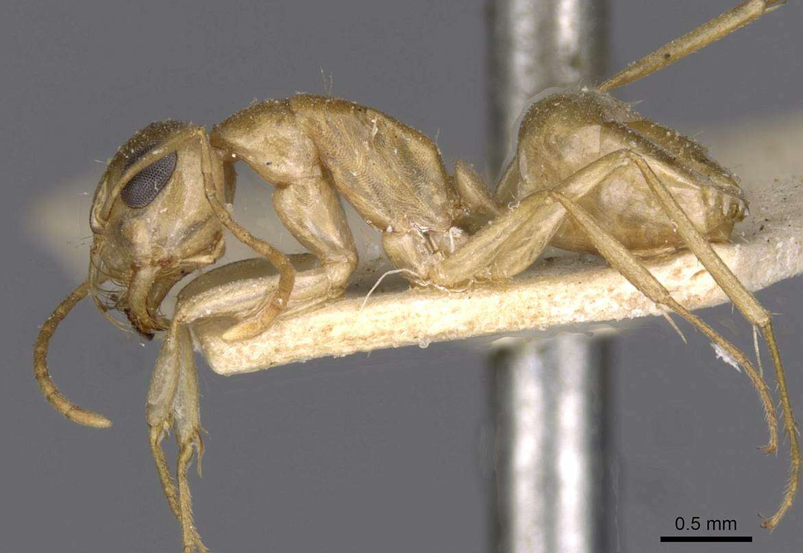 Image of Camponotus simulans Forel 1910