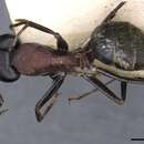 Image of Camponotus atrox Emery 1925