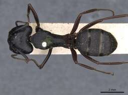 Plancia ëd Camponotus