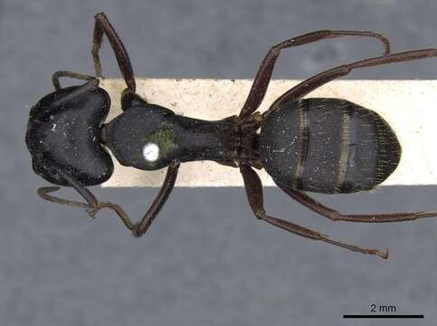 Image of Carpenter ant