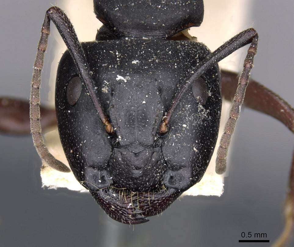 Plancia ëd Camponotus