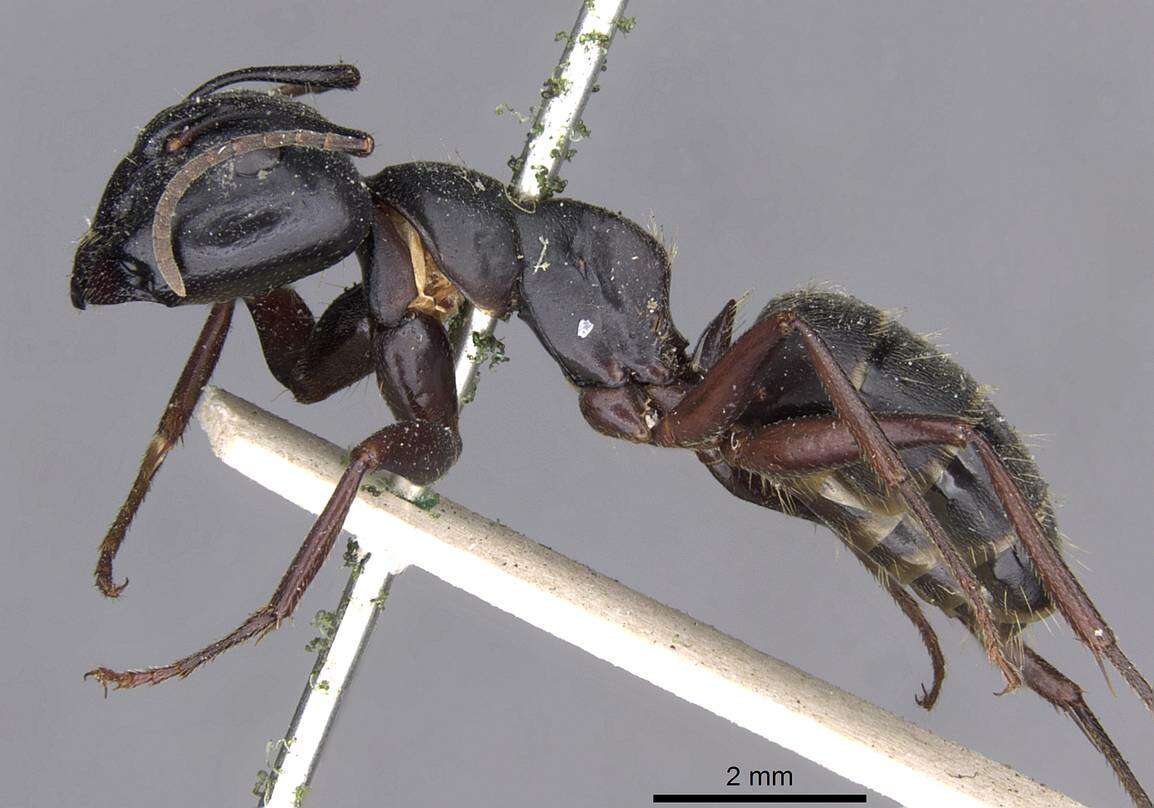 Plancia ëd Camponotus