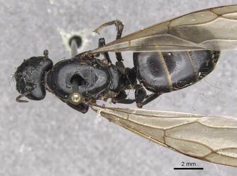 Image of Carpenter ant