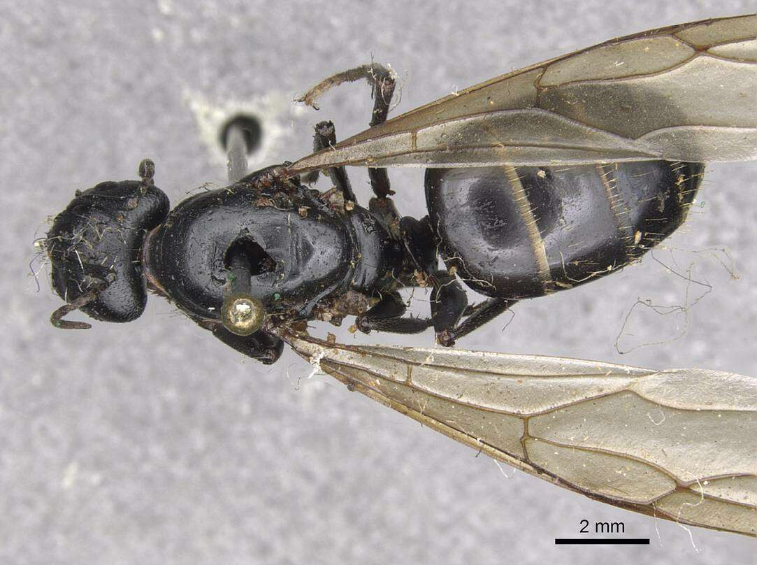 Plancia ëd Camponotus