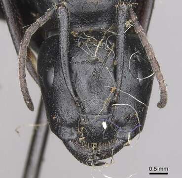 Image of Carpenter ant