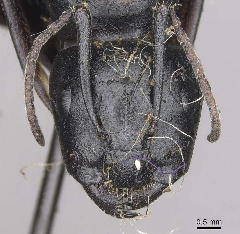 Plancia ëd Camponotus