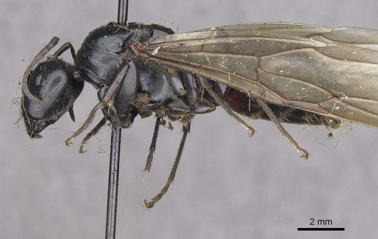 Plancia ëd Camponotus