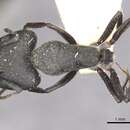 Image of Camponotus bocki Forel 1907