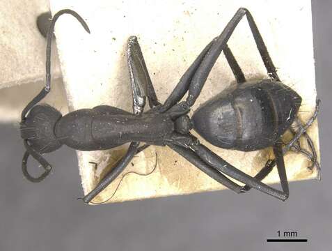 صورة Camponotus apostolus Forel 1901