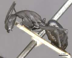 Image of Camponotus apostolus Forel 1901