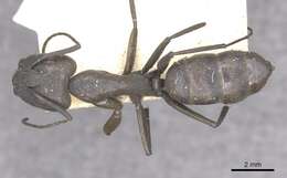 Image of Camponotus apostolus Forel 1901