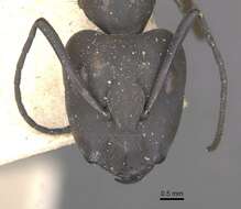 Image of Camponotus apostolus Forel 1901