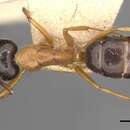 Image of Camponotus cillae Forel 1912