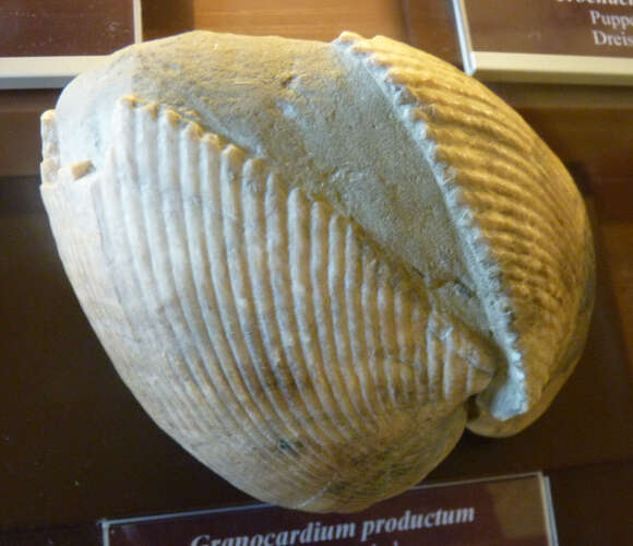 Image of Granocardium productum