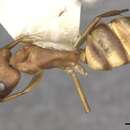 Image of Camponotus vittatus Forel 1904