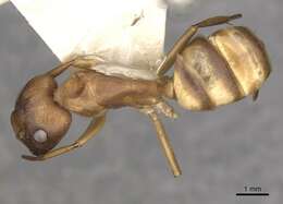 Plancia ëd Camponotus vittatus Forel 1904