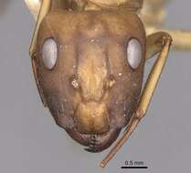 Image of Camponotus vittatus Forel 1904