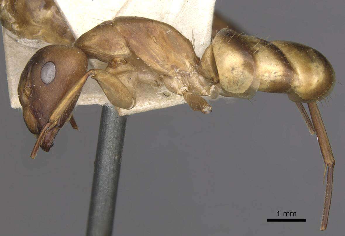 Plancia ëd Camponotus vittatus Forel 1904