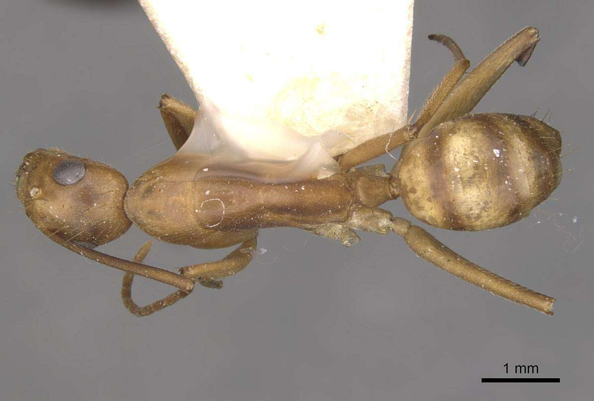 Plancia ëd Camponotus vittatus Forel 1904