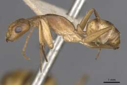 Image of Camponotus vittatus Forel 1904