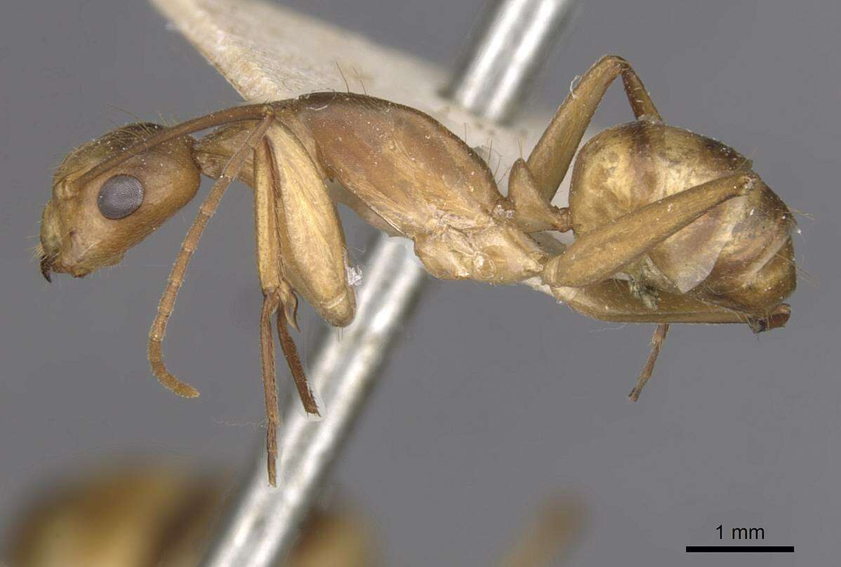 Plancia ëd Camponotus vittatus Forel 1904