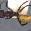 Image of Camponotus goeldii Forel 1894