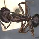 Imagem de Camponotus nitens Mayr 1870