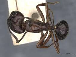 Imagem de Camponotus nitens Mayr 1870