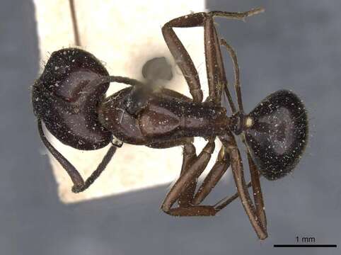 Image of Camponotus nitens Mayr 1870