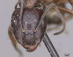 Imagem de Camponotus nitens Mayr 1870